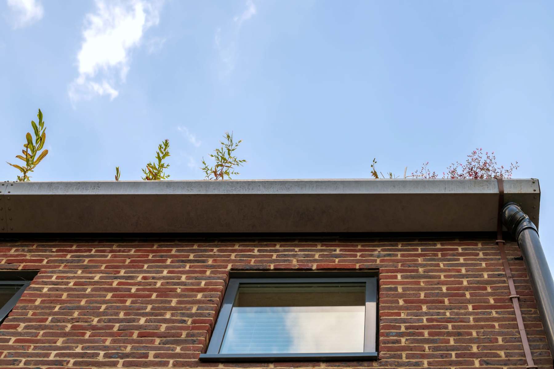 low-angle-view-at-gutter-with-plants-2023-11-27-05-10-04-utc (1) (1) low-angle-view-at-gutter-with-plants